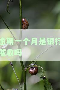 逾期一个月会咋样？全面解析白条、贷款等逾期的影响及后果