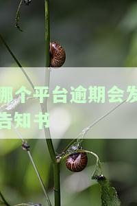 逾期中心发信息给我是真的吗？收到最后通牒该怎么办？