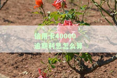 信用卡40000逾期利息怎么算-信用卡40000逾期利息怎么算的