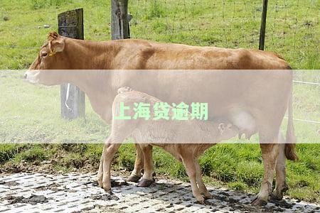 上海贷款逾期：被诉、行动在线，影响积分吗？