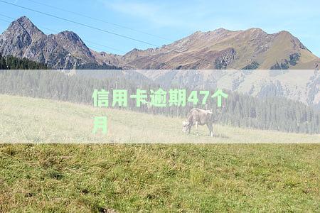 信用卡逾期47个月