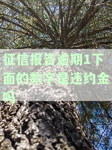 征信上逾期显示1的含义及影响解析