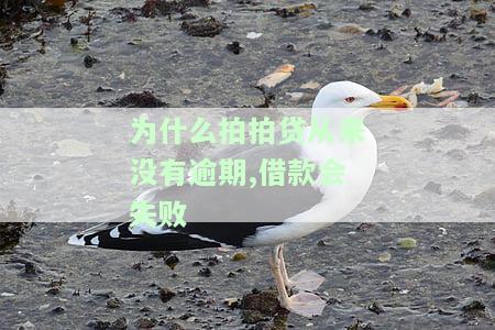 拍拍贷没逾期正常使用为何借款失败？连续申请皆被拒