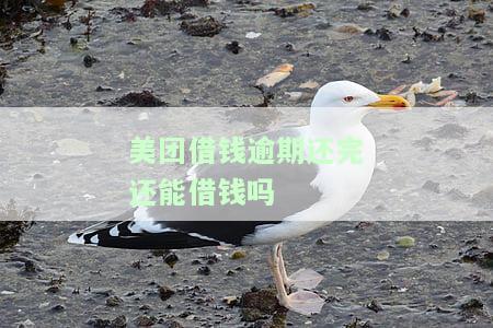 美团借钱：逾期还完后能否再次借款？安全可靠性如何？