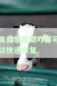 支付宝逾期如何快速恢复征信？