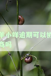 羊小咩逾期可以协商吗