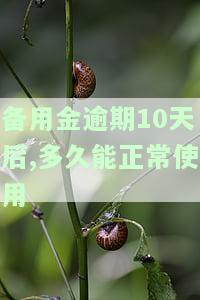 备用金逾期10天后,多久能正常使用