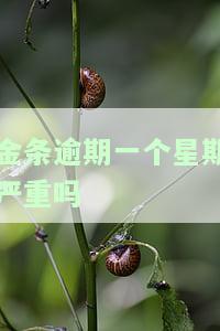 金条逾期一个星期会否上征信？影响大吗？