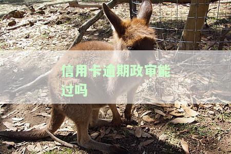 六种人不能过政审：征兵、公务员及普通岗位原因解析