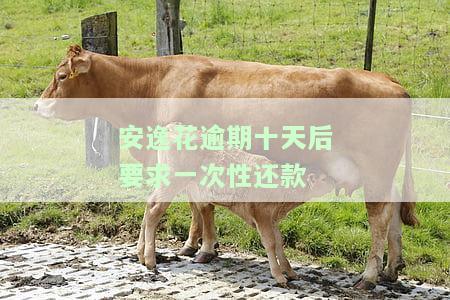 安逸花逾期10多天，能否再次借款？已还款2000 ，现仍有额度为何无法使用？逾期多久会被起诉？