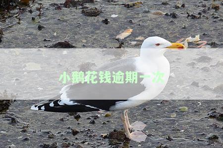 小鹅花钱逾期一次多久能开通？逾期一天会否上征信？需要一次性还清吗？逾期多久会上报？逾期几天会被爆通讯录？