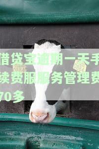 借贷宝：一天贷后管理费如何计算？能否减免或免除？逾期管理费是否相同？服务费按天计费