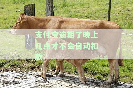 支付宝逾期了晚上几点才不会自动扣款？扣款时间点及注意事
