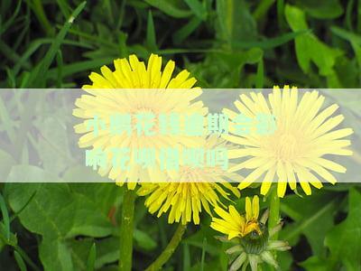 小鹅花钱逾期会影响花呗借呗吗