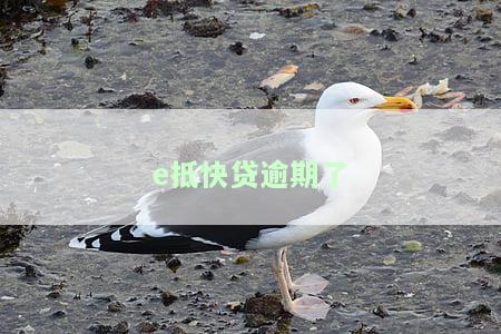 e抵快贷逾期了