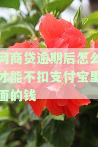 网商贷逾期后怎么还款？已经还了还会对信用有影响吗？额度能恢复吗？剩下的需要全额还清吗？