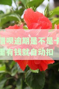 借呗逾期后，银行卡内有钱会被自动扣款吗？安全吗？该如何处理？