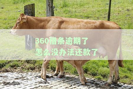 逾期后全额还款能否撤销起诉？首要行动是这件事！