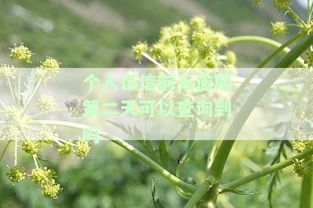个人征信前天逾期，第二天能查到吗？安全吗？影响大吗？
