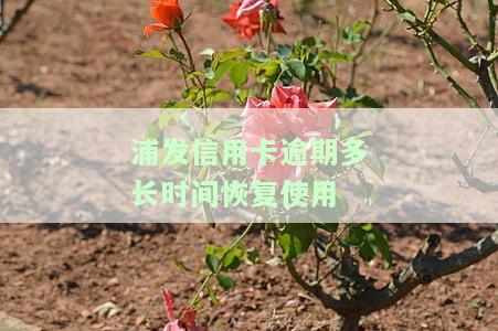 详解2021年浦发信用卡逾期新法规及政策变动