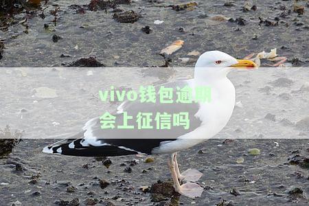 Vivo钱包逾期是否会上征信？知乎用户分享经验与看法