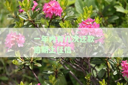 一年内有一次逾期的影响：能否申请消费贷、贷款及购车？后果是什么？