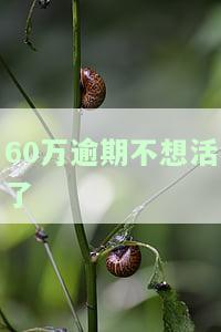 贷款逾期不想活了：无力偿还的解决办法与法律风险