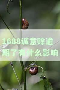 1688诚意赊有利息吗？详解利弊及是否上征信