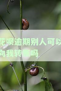 花呗逾期，别人能否向我转账？安全吗？如何处理？能提现吗？