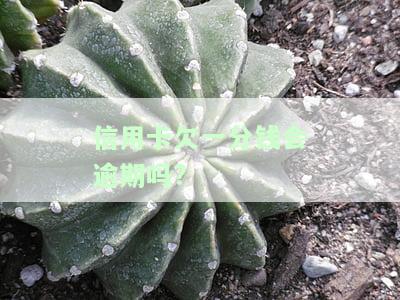 信用卡1分钱如何还款最划算？详解消费及还款方法