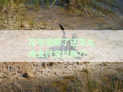 花呗逾期后如何恢复支付宝使用及还款、付款功能？