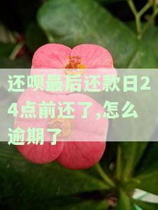 还呗当天最晚还款时间：具体几点？多少？多久？几号？