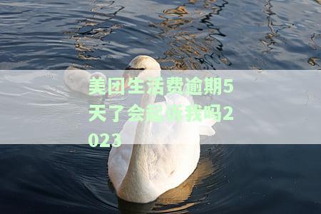 美团生活费逾期5天会否影响日后贷款？后果自负如何处理？