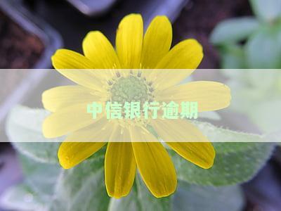 中信银行逾期一天还款会对信用产生影响吗？人去世后如何处理所欠信用卡？中信有宽限期吗？