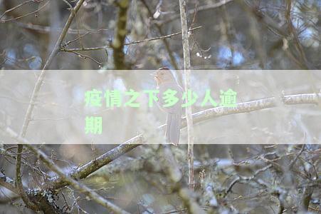 疫情下有多少人逾期：逾期人数、拘留人数及疫情影响下的逾期情况分析