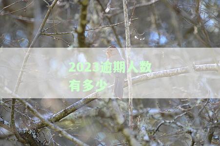 2023逾期人数有多少-今年逾期人数