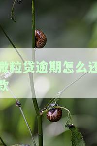 微粒贷逾期：还款方式各异，如何部分还款？逾期后还能借款吗？