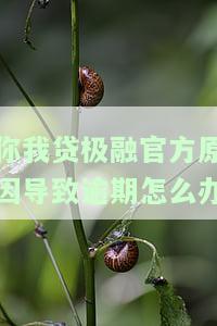 你我贷极融官方原因导致逾期怎么办
