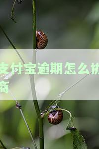 支付宝逾期怎么协商