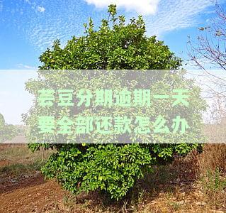 芸豆分逾期一天还完当期影响：全款结清、是否上征信、能否再借？