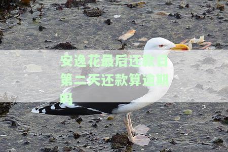 安逸花最后还款日含义、宽限及还款规定全解