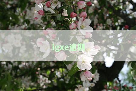 IGXE多久可以交易？一般多久能卖出去、取消订单？提现需要多长时间？