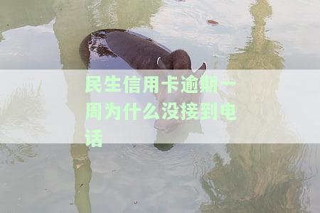 民生信用卡逾期一周为什么没接到电话