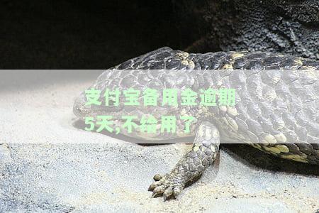 支付宝备用金逾期五天后还款，能否继续使用？安全性及影响如何？