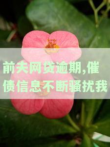前夫网贷逾期，催债信息不断骚扰我，该如何应对？
