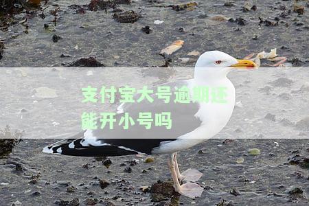 支付宝大号逾期能否再开通小号？安全性如何？是否会被划款？全解！