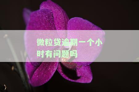 微粒贷逾期一个小时有问题吗-微粒贷逾期一个小时有问题吗怎么办