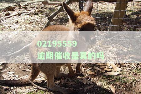 02195559是协商还款电话吗？若拒接催收电话，可能面临哪些后果？