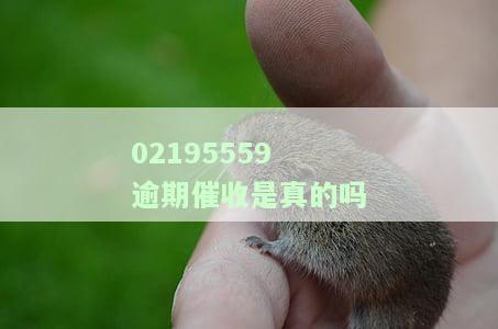 0219526、0219543、02195528催收电话全解析：0216195与0215195催收对比
