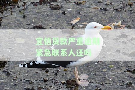 宜信贷款严重逾期，紧急联系人需要还款吗？解决方案在这里！